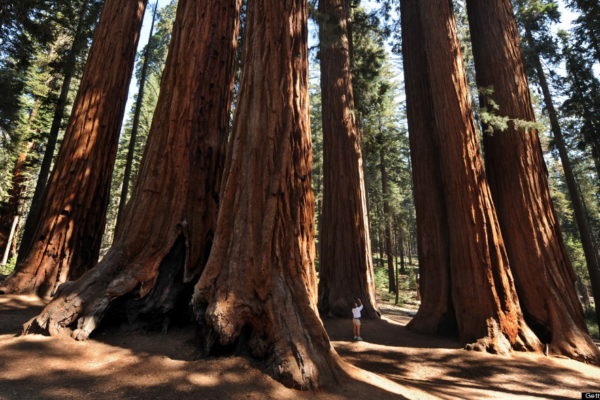 A woman stands amongst a grove of a Giant Sequoia trees in the Sequoia National Park in Central California on October 11, 2009. The Redwood trees which are native to California's Sierra Nevada Mountains are the world's largest by volume reaching heights of 274.9 feet (84.2 metres) and a ground level girth of 109 feet (33 metres). The oldest known Giant Sequoia based on it's ring count is 3,500 years old.            AFP PHOTO/Mark RALSTON (Photo credit should read MARK RALSTON/AFP/Getty Images)
