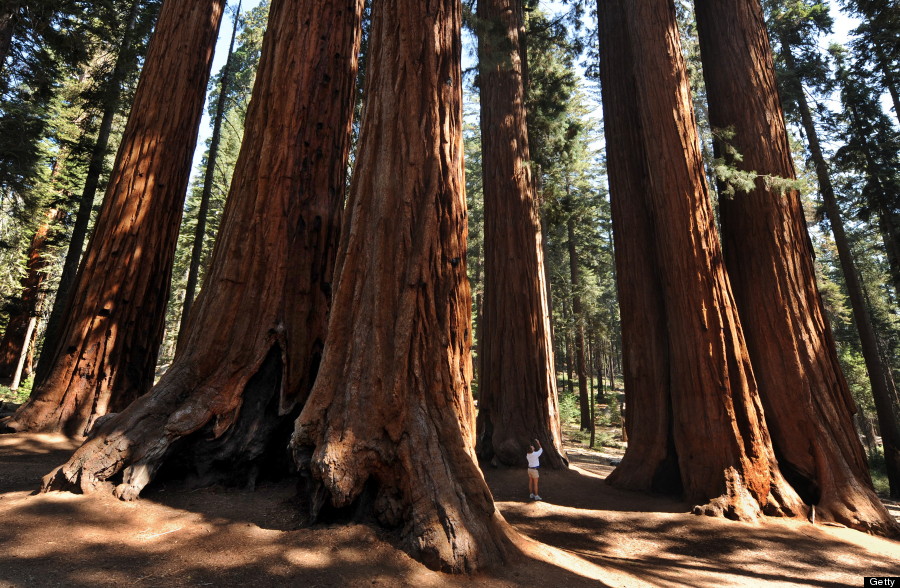 A woman stands amongst a grove of a Giant Sequoia trees in the Sequoia National Park in Central California on October 11, 2009. The Redwood trees which are native to California's Sierra Nevada Mountains are the world's largest by volume reaching heights of 274.9 feet (84.2 metres) and a ground level girth of 109 feet (33 metres). The oldest known Giant Sequoia based on it's ring count is 3,500 years old.            AFP PHOTO/Mark RALSTON (Photo credit should read MARK RALSTON/AFP/Getty Images)